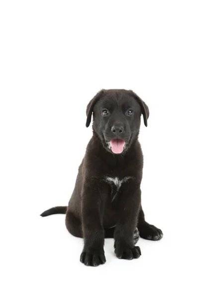 Hermoso negro labrador cachorro sentado — Foto de Stock