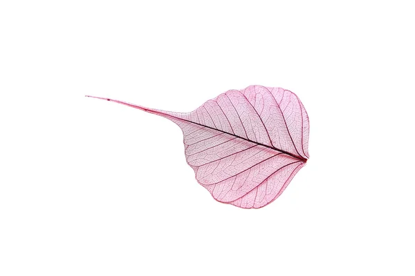 Skeleton leaf on a white background — Stock Photo, Image