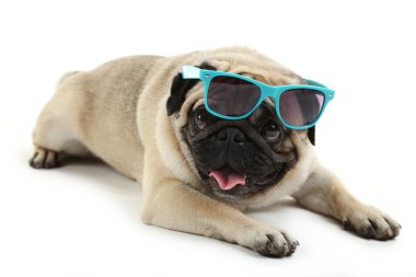 Güneş gözlüğü ile komik pug köpek