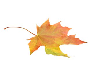 sonbahar turuncu yaprak