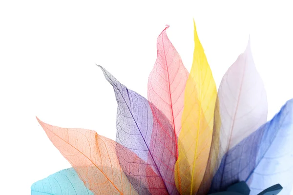 Beyaz arkaplanda yapraklar