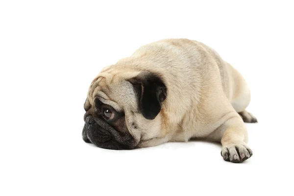 Cão-cachorro engraçado — Fotografia de Stock