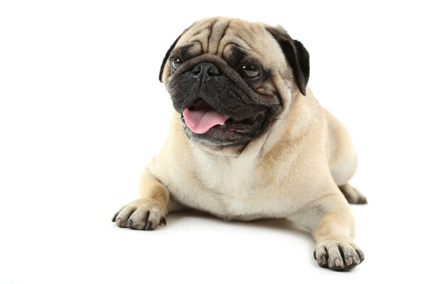 Funny pug dog