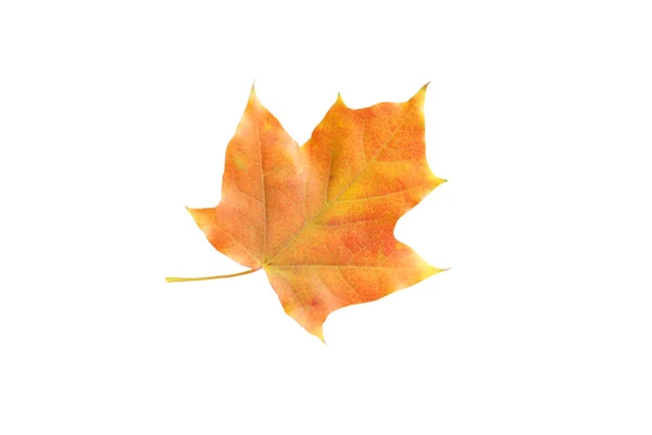 Pomarańczowy jesienny liść — Zdjęcie stockowe