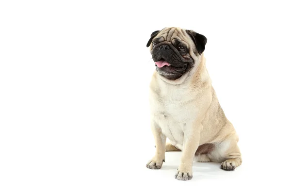 Cão-cachorro engraçado — Fotografia de Stock