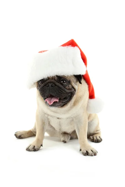 Zabawny mops pies z santa hat — Zdjęcie stockowe