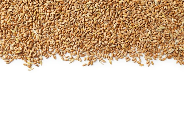 Зерно пшеницы на белом фоне — стоковое фото