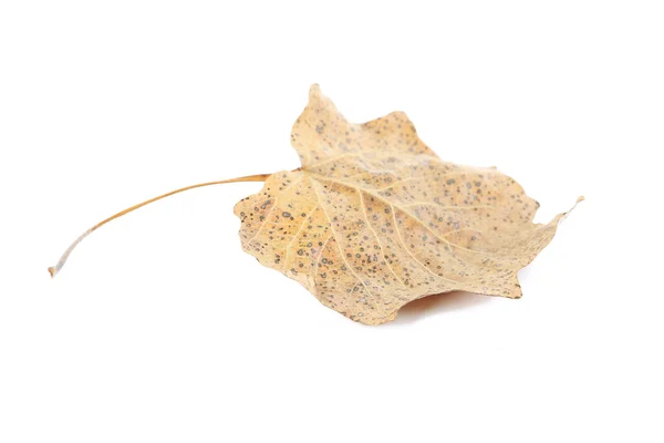 Dry leaf on white background — Stock Photo, Image