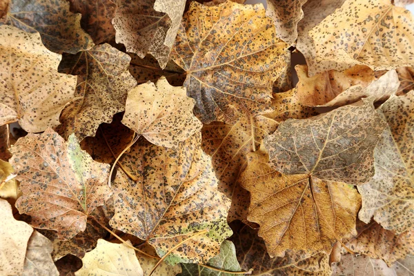 Fondo de hojas secas — Foto de Stock