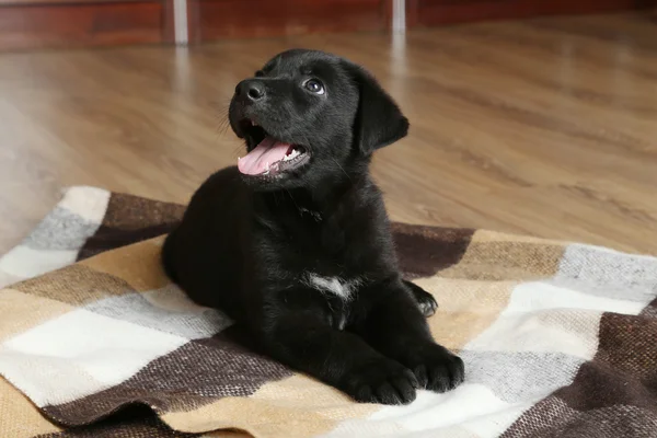 Szczeniak Labrador na pled — Zdjęcie stockowe