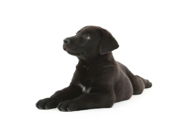 Hermoso cachorro labrador negro — Foto de Stock