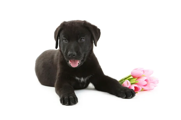 Schwarzer Labrador Welpe mit Blumen — Stockfoto