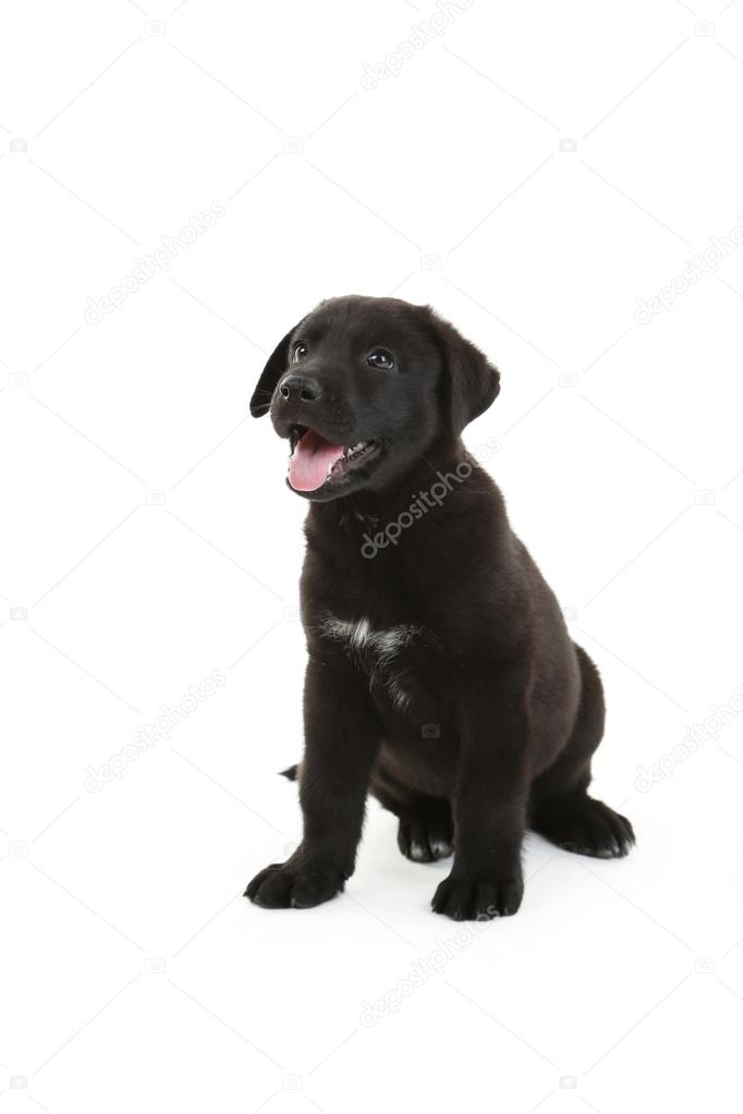 Beautiful black labrador puppy sitting
