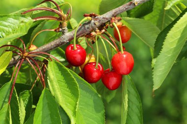 Bir ağaç dalı üzerinde tatlı kiraz