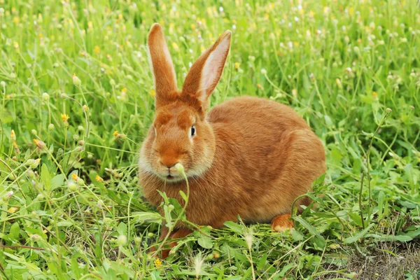 Hermoso conejo rojo — Foto de Stock