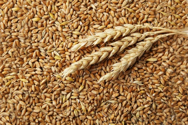 Orejas de trigo y granos de trigo — Foto de Stock