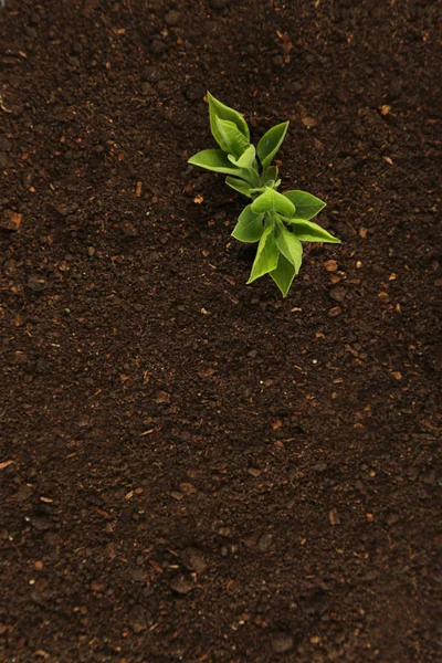 Młode zielone rośliny — Zdjęcie stockowe