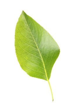 Beyaz arkaplanda yeşil yaprak