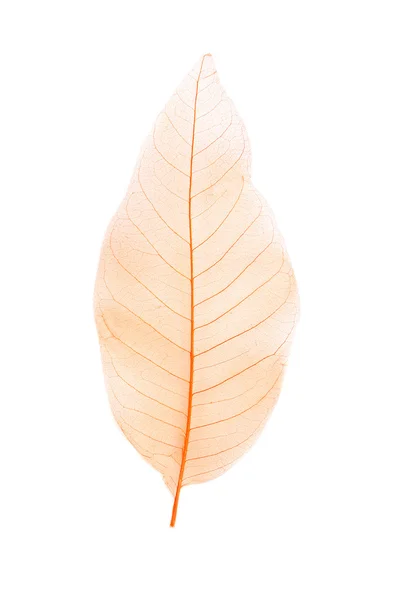 Skeleton leaf on a white background — Stock Photo, Image