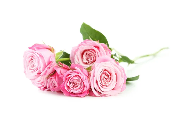 Beautiful pink roses — Stock Photo, Image