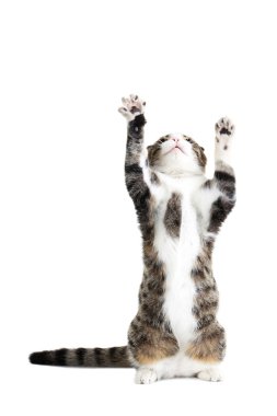 Beyaz arka planda güzel bir kedi