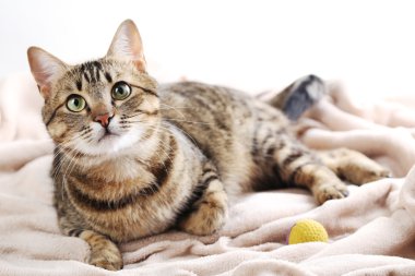 Bej ekose üzerinde güzel kedi