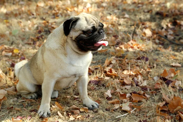 Sonbahar parkta Pug köpek — Stok fotoğraf