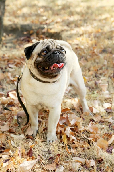 Mops hunden i höst park, — Stockfoto