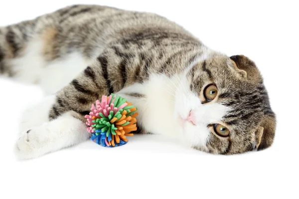 Schöne Katze mit Spielzeug — Stockfoto