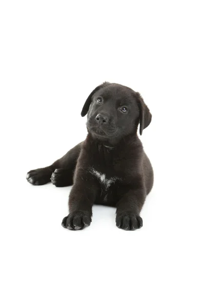 Schöner schwarzer Labrador Welpe — Stockfoto