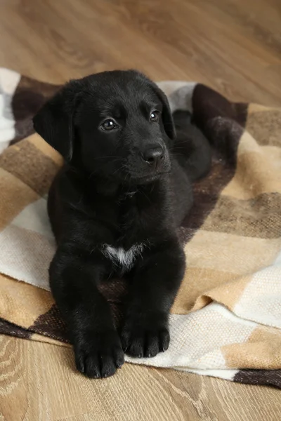 Piękny czarny labrador szczenię — Zdjęcie stockowe