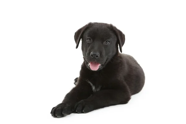 Hermoso cachorro labrador negro — Foto de Stock