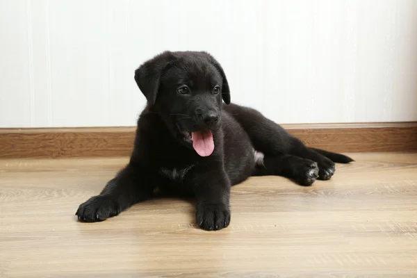 Beautiful black labrador puppy — Stock Photo, Image