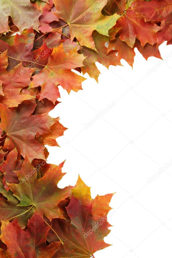 Autumn leaves frame