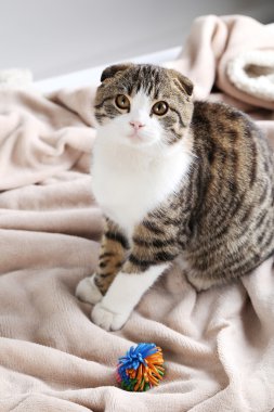 Cat bej ekose Tarih: