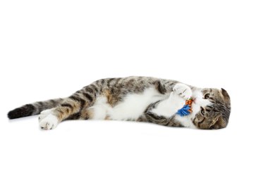 beyaz izole kedi