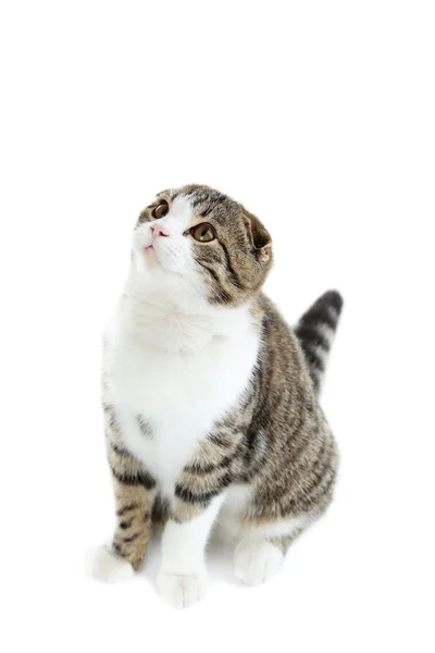 Chat isolé sur un blanc — Photo