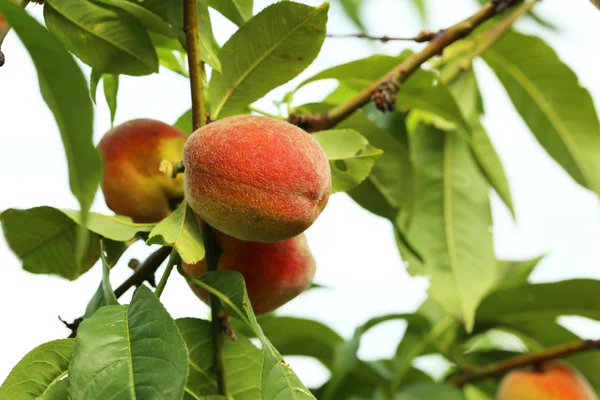 Érett őszibarack gyümölcs egy ágon — Stock Fotó