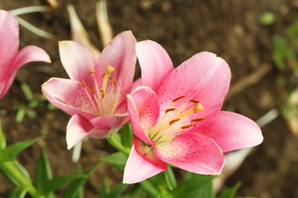 Vackra vårblommor — Stockfoto