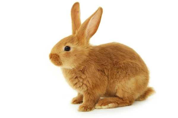 Молодой красный кролик изолирован — стоковое фото