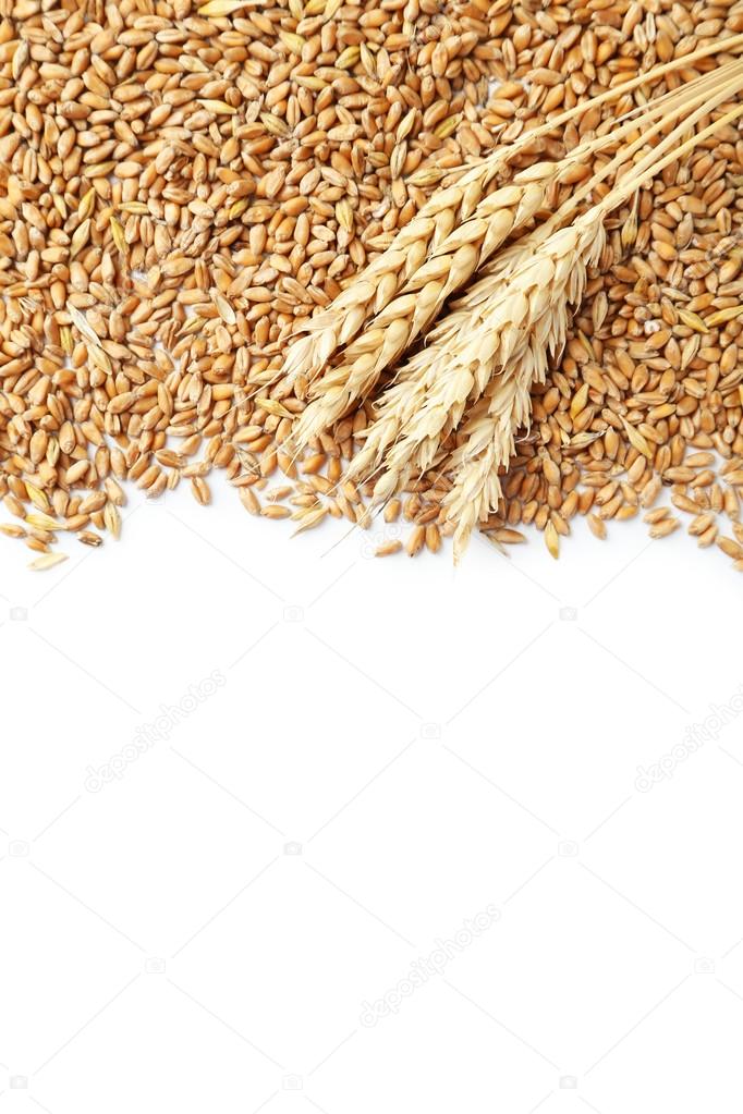 Wheat grains and ears