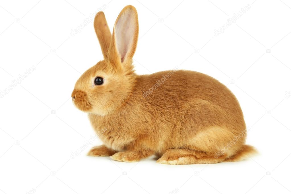 Young red rabbit isolated
