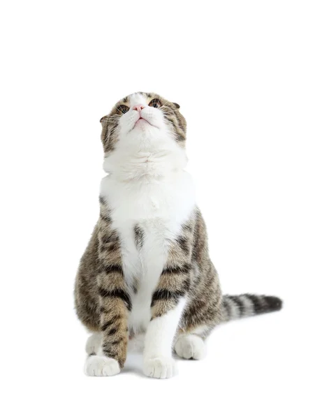 Schöne Hauskatze — Stockfoto