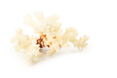 Güzel mercan yakın çekim