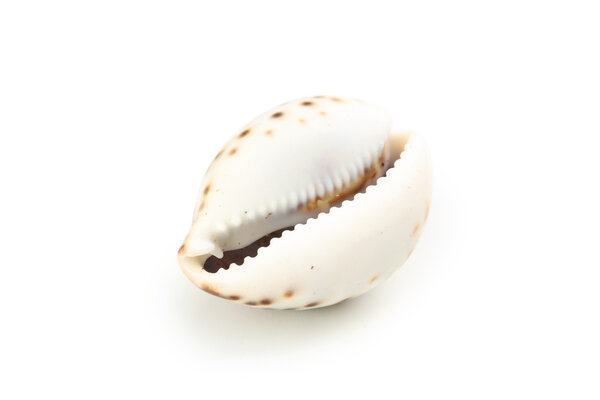 Beautiful  sea shell