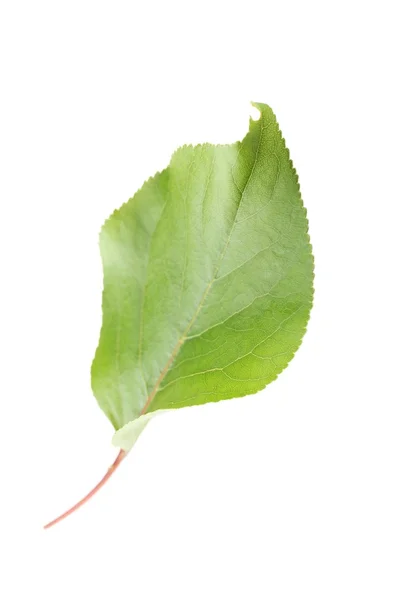 Fresh green leaf — Stock Photo, Image