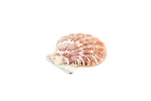 Beautiful  sea shell
