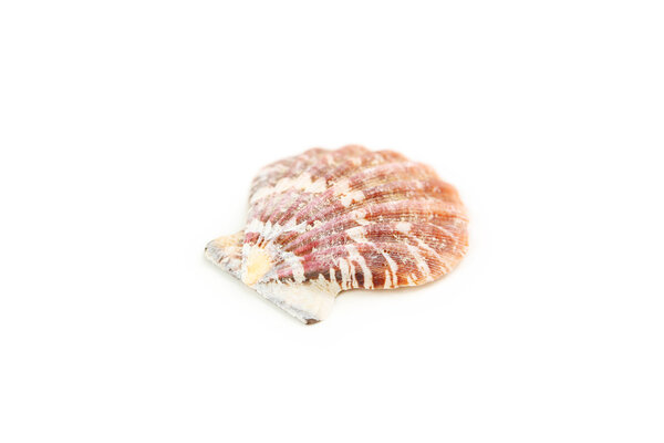 Beautiful  sea shell