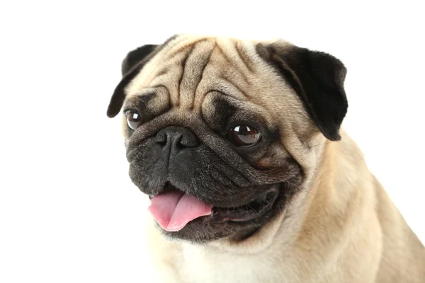 Komik pug köpek — Stok fotoğraf