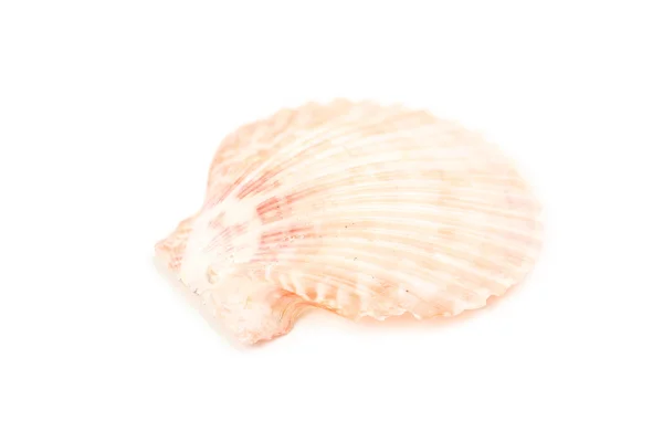 Belle coquille de mer — Photo